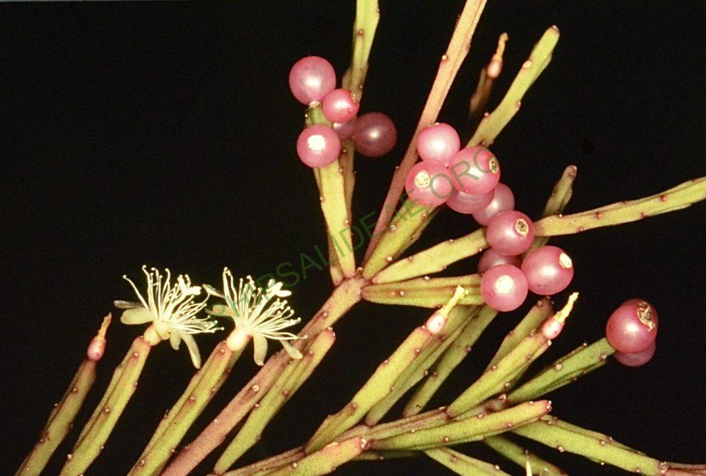 Rhipsalis ewladiana, Holotype, Bonn 8780