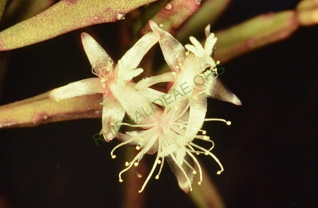 Rhipsalis ewladiana, Holotype, Bonn 8780