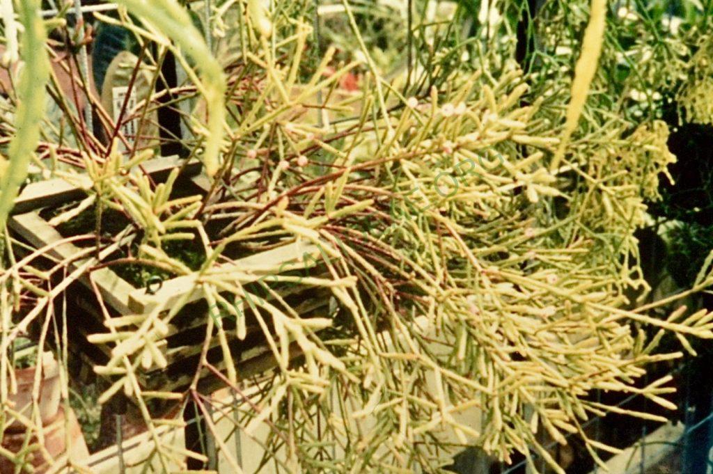 Rhipsalis ewladiana, Holotype, Bonn 8780