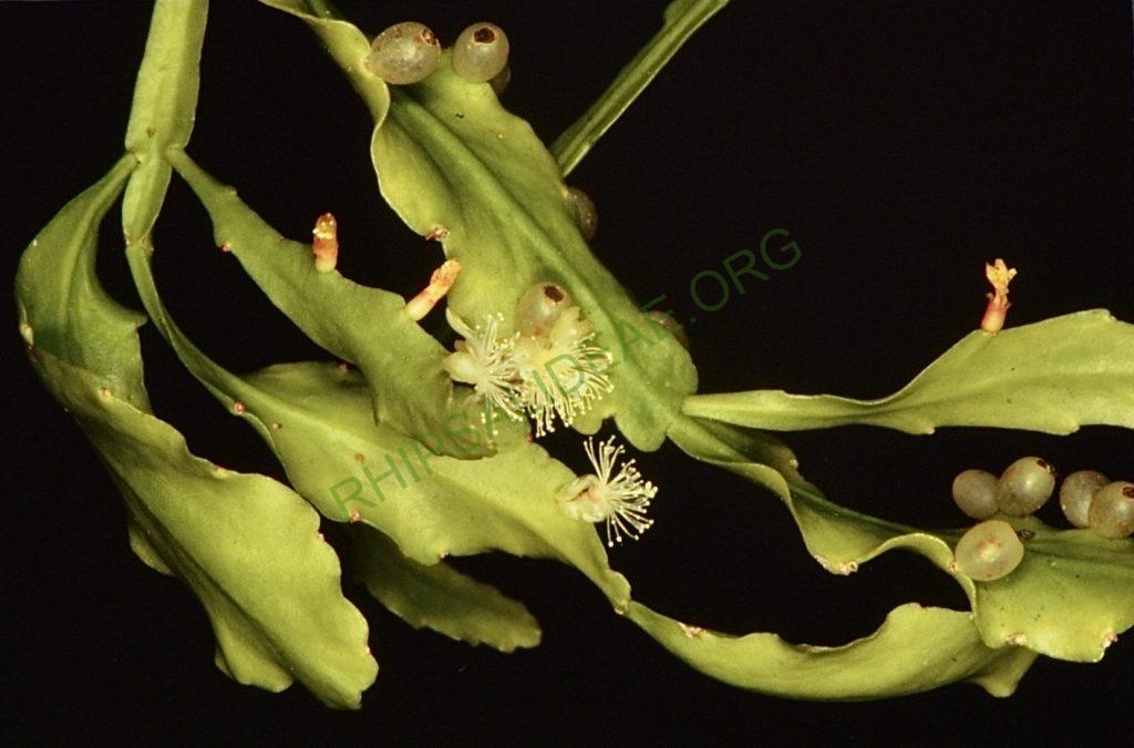 Rhipsalis geobeliana, Bonn 4467
