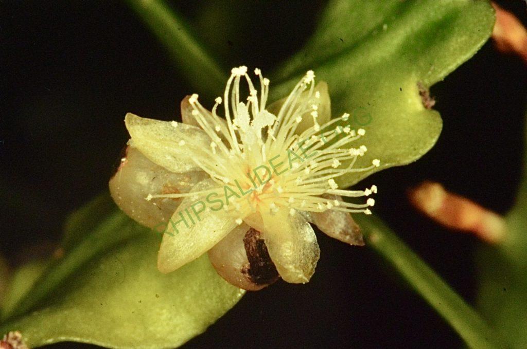 Rhipsalis geobeliana, Bonn 4467