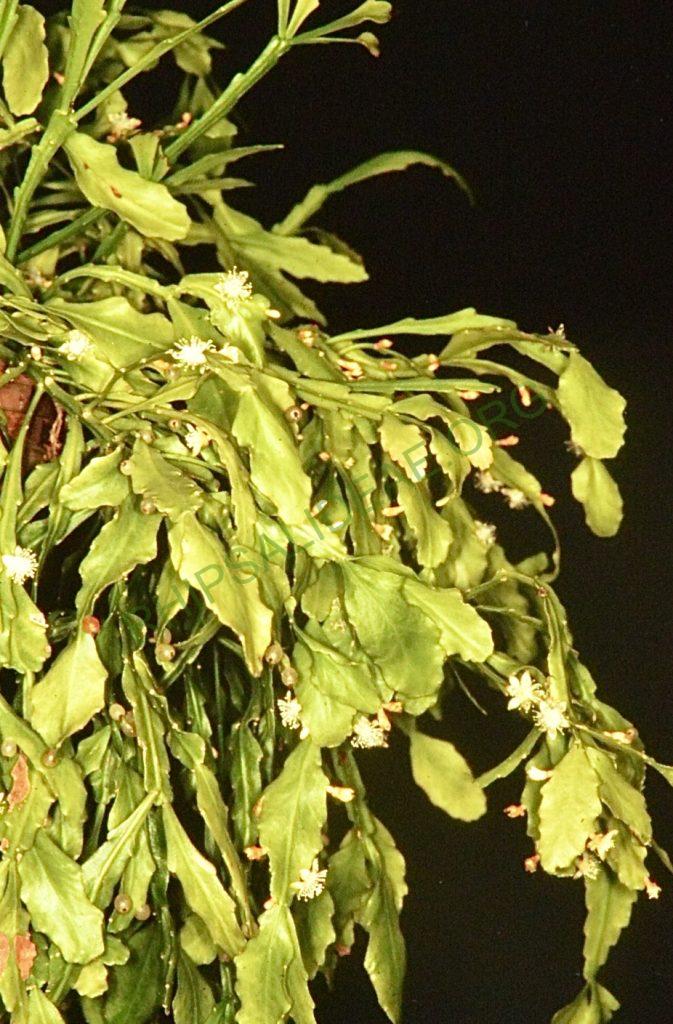 Rhipsalis geobeliana, Bonn 4467