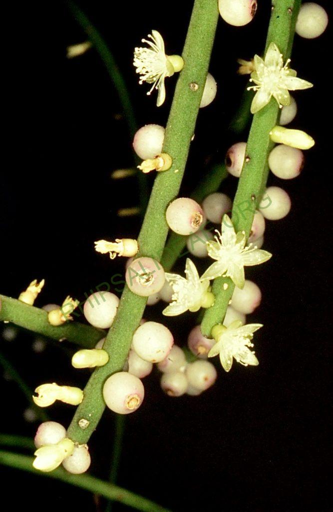 Rhipsalis grandiflora, Bonn 5745, descent Itatiaia to Ponta Crossa, Paraná, Brazil