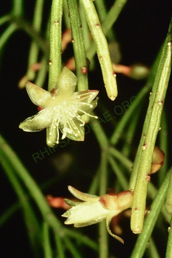 Rhipsalis teres f. heteroclada, Bonn 4480, Rio de Janeiro, Brazil