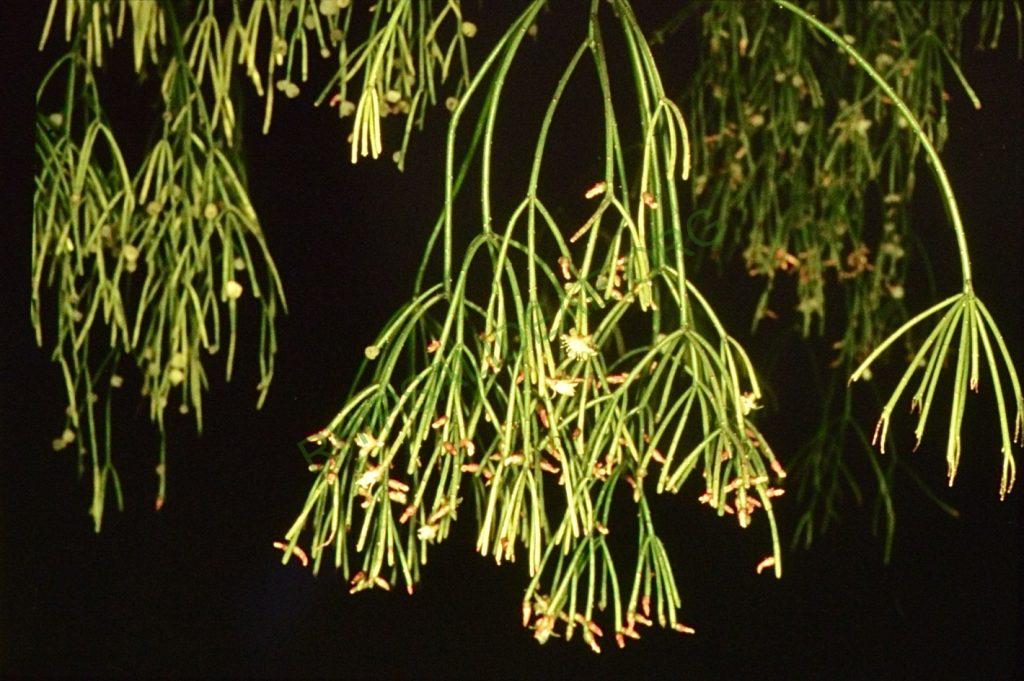 Rhipsalis teres f. heteroclada, Bonn 4480, Rio de Janeiro, Brazil