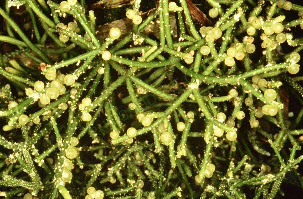 Rhipsalis baccifera subsp. horrida, Bonn 4531, Madagascar, Fort Dauphin, W. Rauh
