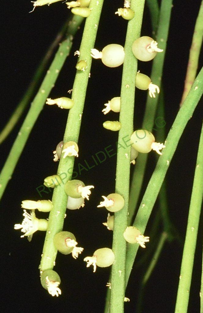 Rhipsalis lindbergiana, Bonn 2160, Tanquinho direction Capim Grosso, Bahia, Brazil, H. Uebelmann 922