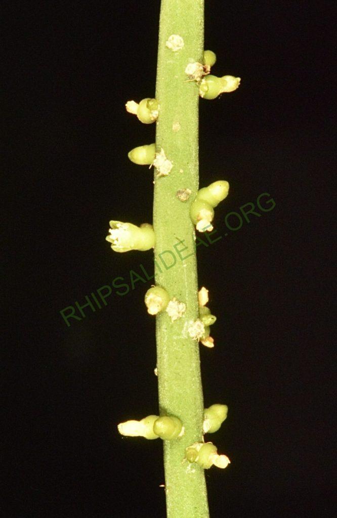 Rhipsalis lindbergiana, Bonn 2164, Ubá, Minas Gerais, Brazil, H. Uebelmann 961