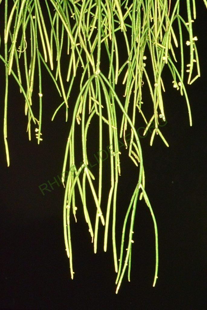 Rhipsalis baccifera subsp. mauritiana, Bonn 4437, Road from Masvingo to Great Zimbabwe, Zimbabwe, D. Supthut