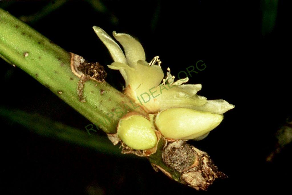 Rhipsalis neves-armondii f. megalantha, Bonn 4520