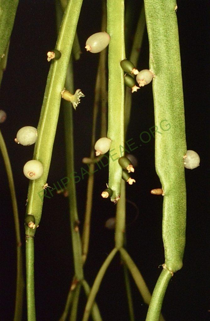 Rhipsalis micrantha f. micrantha, Bonn