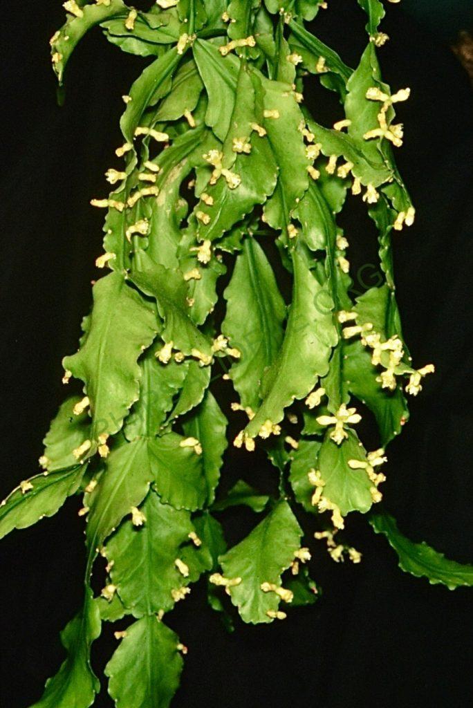 Rhipsalis oblonga, Bonn 5918, Ilha de Sao Sebastiao, São Paulo, Brazil
