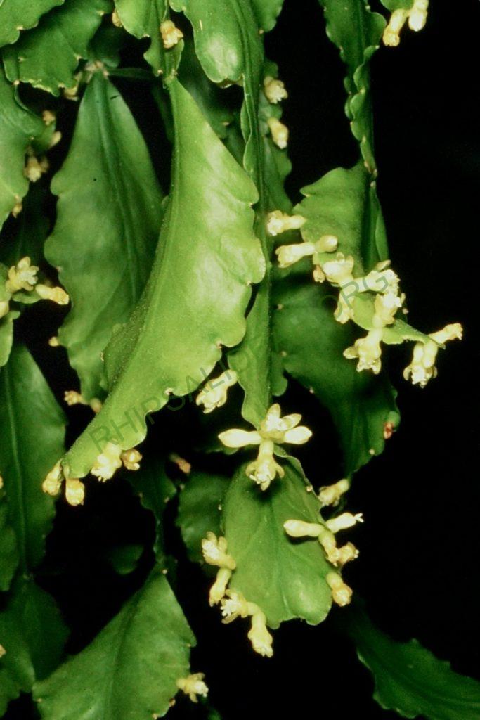 Rhipsalis oblonga, Bonn 5918, Ilha de Sao Sebastiao, São Paulo, Brazil