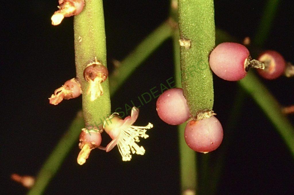 Rhipsalis pacheo-loenis subsp. pacheco-leonis, Bonn 4497, Dr. Kirberg
