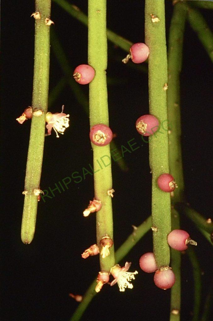 Rhipsalis pacheo-loenis subsp. pacheco-leonis, Bonn 4497, Dr. Kirberg