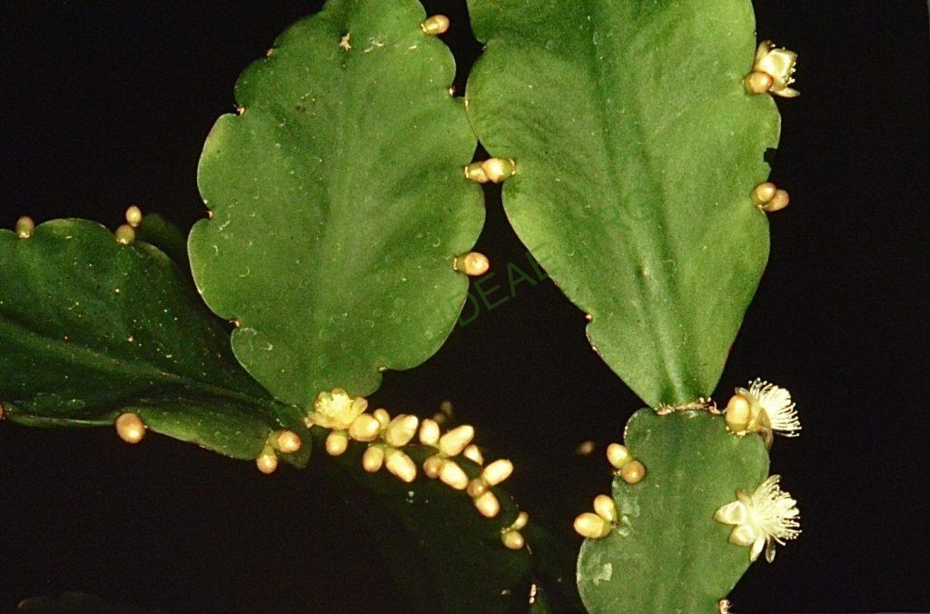 Rhipsalis pachyptera, Bonn 5758