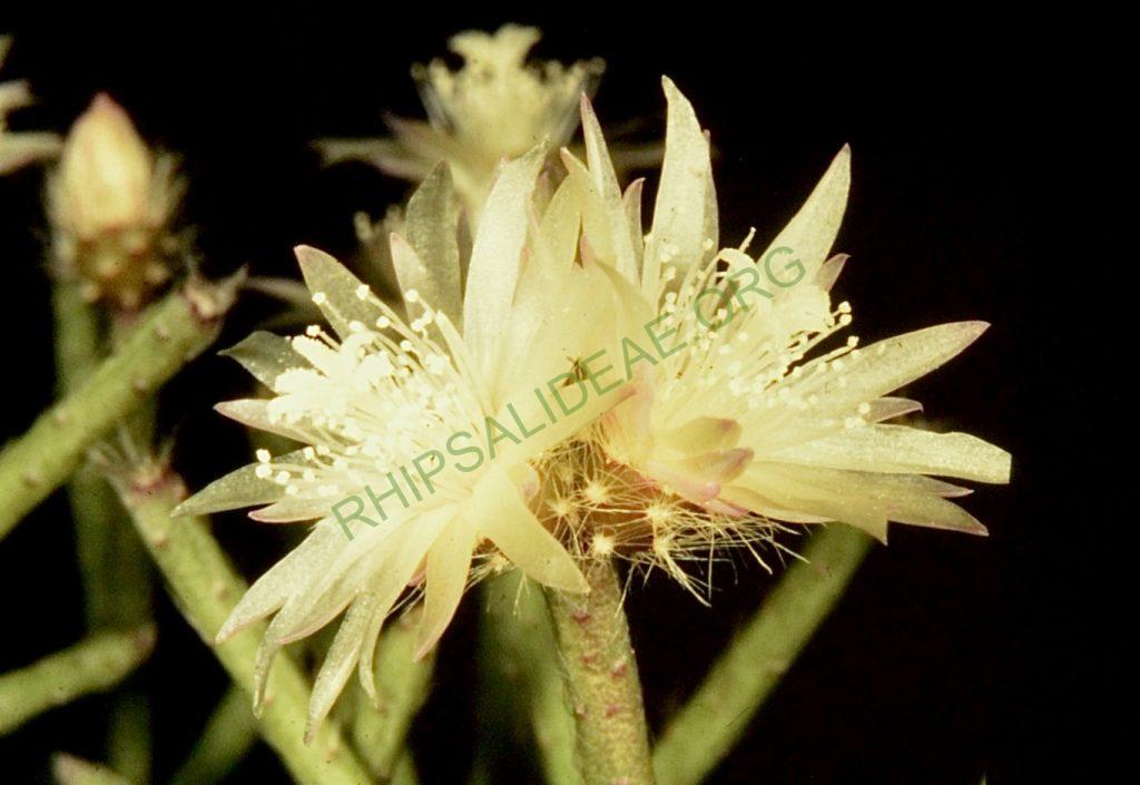 Rhipsalis pilocarpa