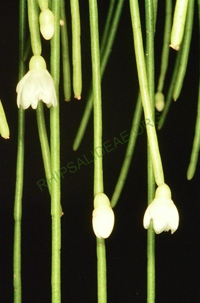 Rhipsalis pulchra, Bonn 5924, Parque Estadual Florestal do Ibitipoca, Minas Gerais, Brazil, D. Zappi