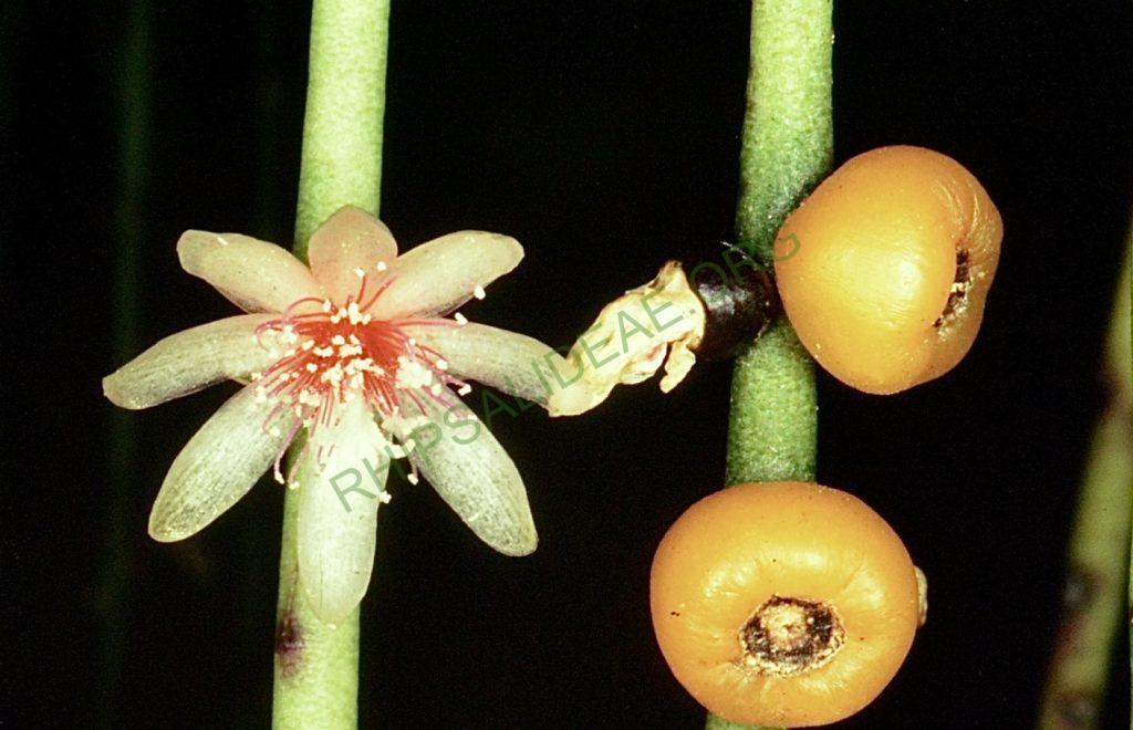 Rhipsalis puniceodiscus, Bonn 4651
