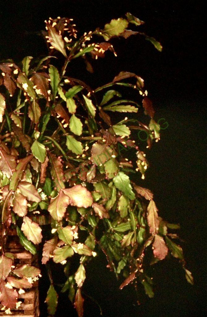 Rhipsalis rhombea, Bonn 4478