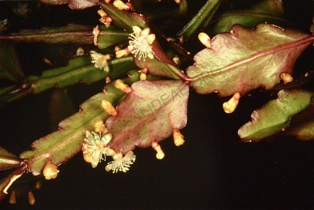 Rhipsalis rhombea, Bonn 4478