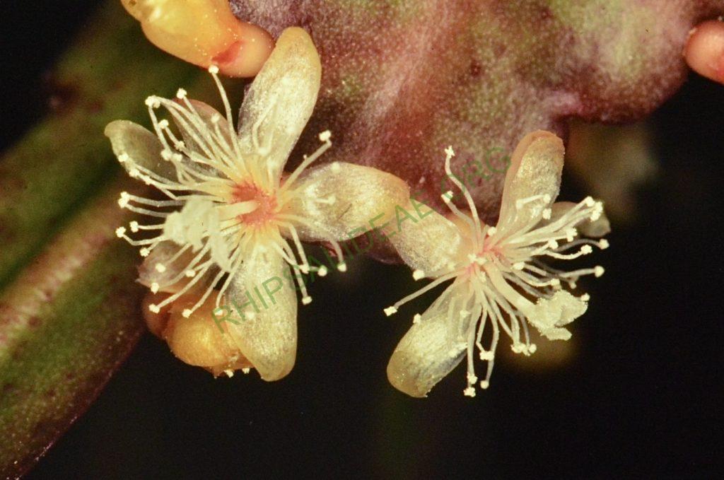 Rhipsalis rhombea, Bonn 4478