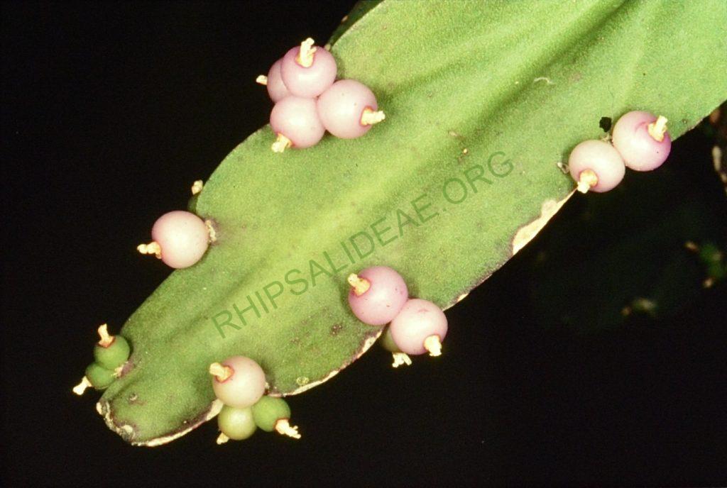 Rhipsalis russellii, Bonn 4474, Goiás, Brazil, P. Braun