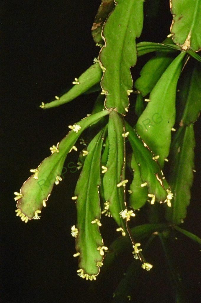 Rhipsalis russellii, Bonn 4474, Goiás, Brazil, P. Braun
