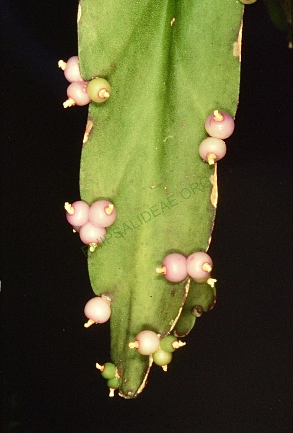 Rhipsalis russellii, Bonn 4474, Goiás, Brazil, P. Braun