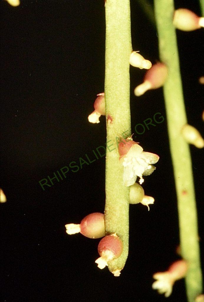 Rhipsalis shaferi, Bonn 4415 La Paz, Yungas, Bolivia, M. Miyagawa