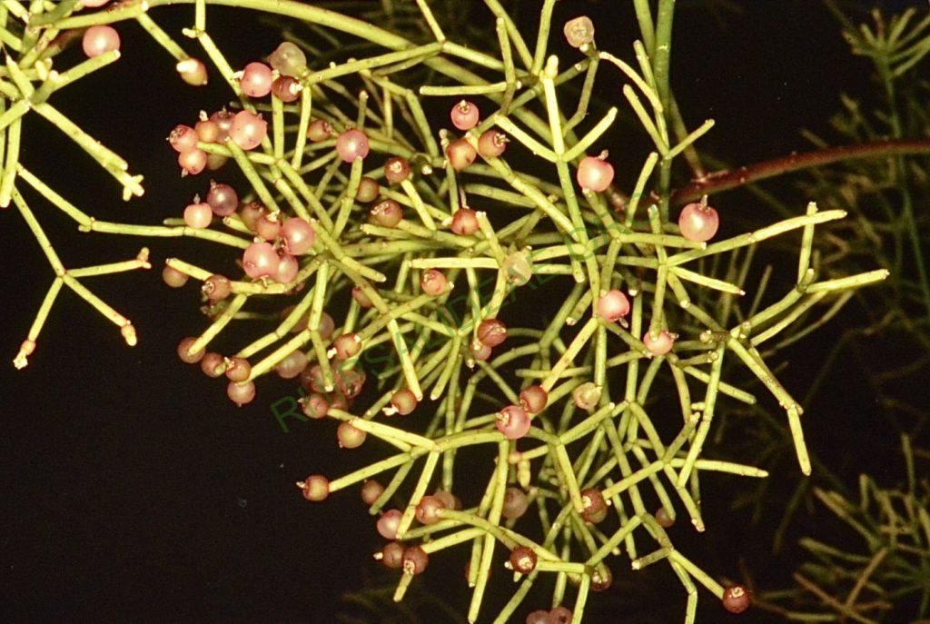 Rhipsalis teres, BG Bonn 5586, Costa Rica, Llanuras de San Carlos, C. Horich 4/88, reduced synonym Rhipsalis simmleri Horich