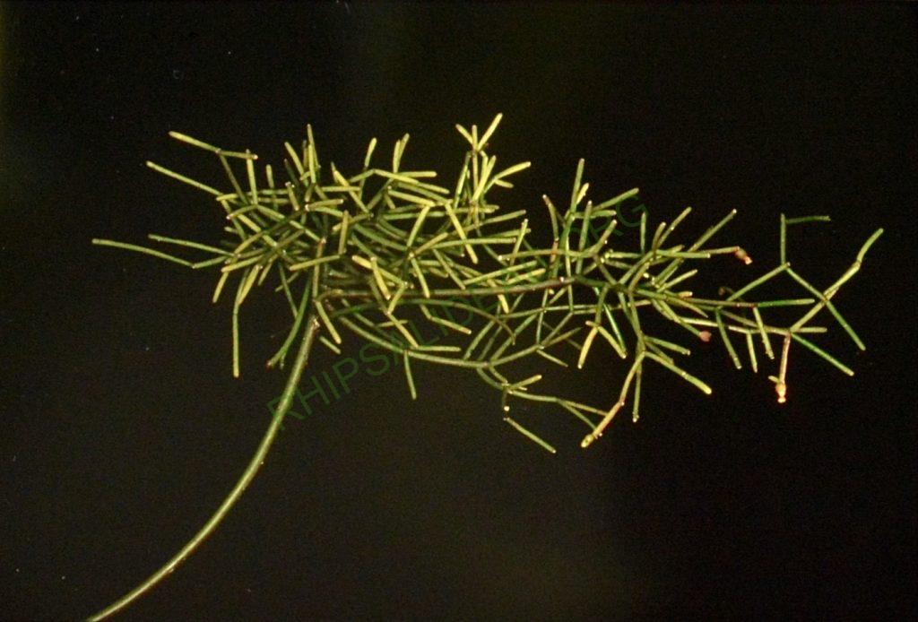 Rhipsalis teres, reduced synonym Rhipsalis simmleri Horich, Bonn 7817