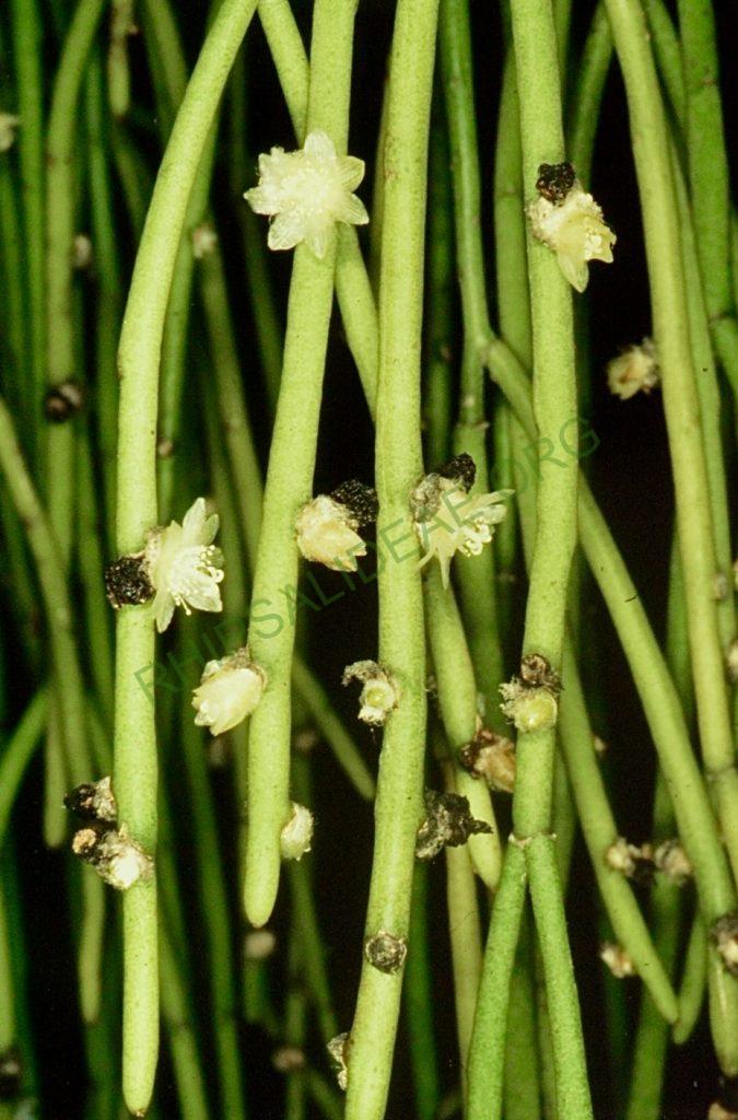 Rhipsalis tucumanensis, Bonn 6981, Villa Remedios, Yungas, Bolivia, M. Miyagawa