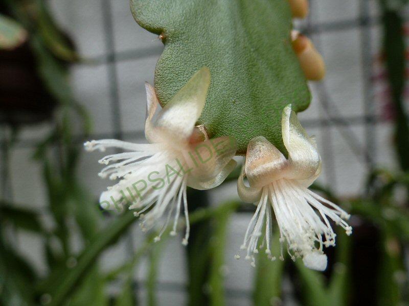Rhipsalis olivifera, RB 917 (AH 566, Serra dos Òrgãos, Rio de Janeiro, Brazil)