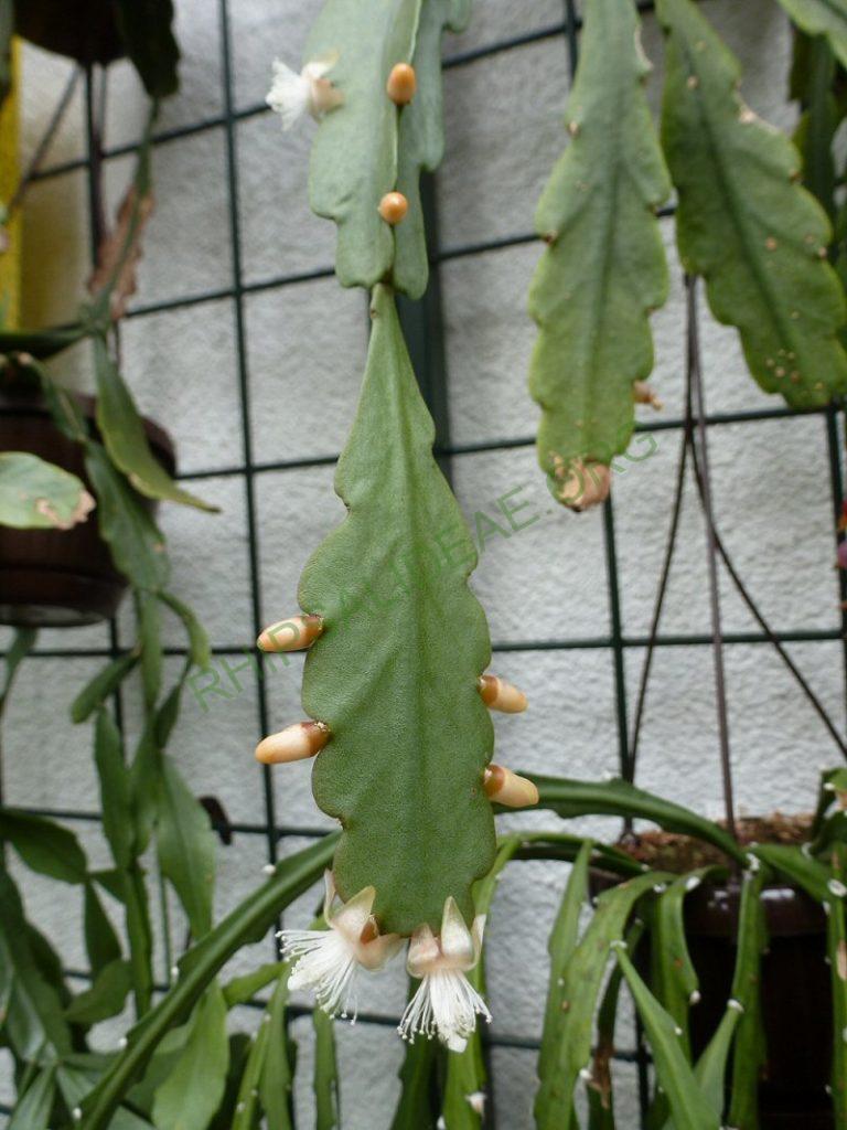 Rhipsalis olivifera, RB 917 (AH 566, Serra dos Òrgãos, Rio de Janeiro, Brazil)