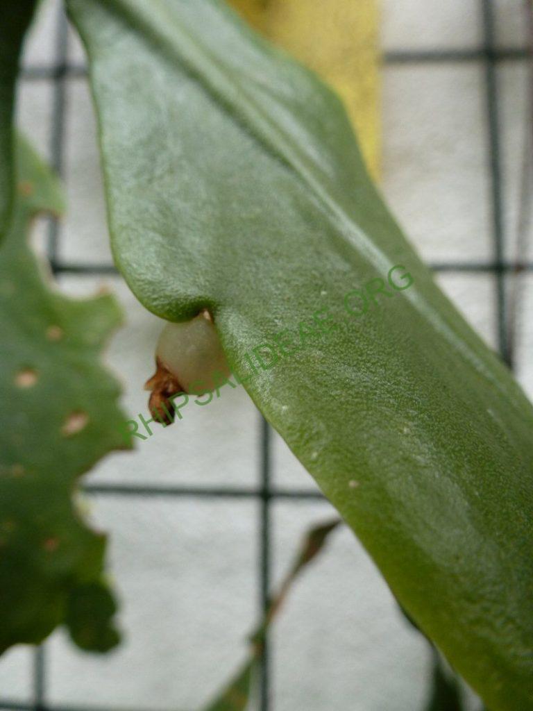 Rhipsalis olivifera, RB 853 (Urban s.n.; Brazil; Rio de Janeiro; Road from Rio de Janeiro to Teresopolis, shortly before Teresopolis, approx. 1000m)