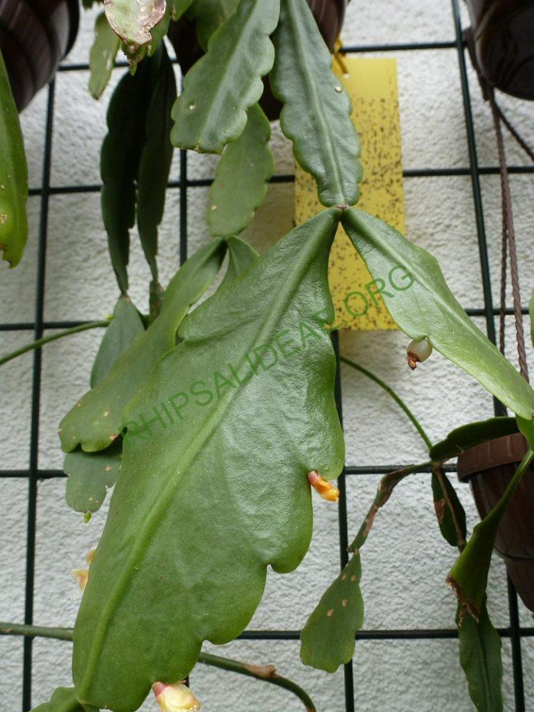 Rhipsalis olivifera, RB 853 (Urban s.n.; Brazil; Rio de Janeiro; Road from Rio de Janeiro to Teresopolis, shortly before Teresopolis, approx. 1000m)