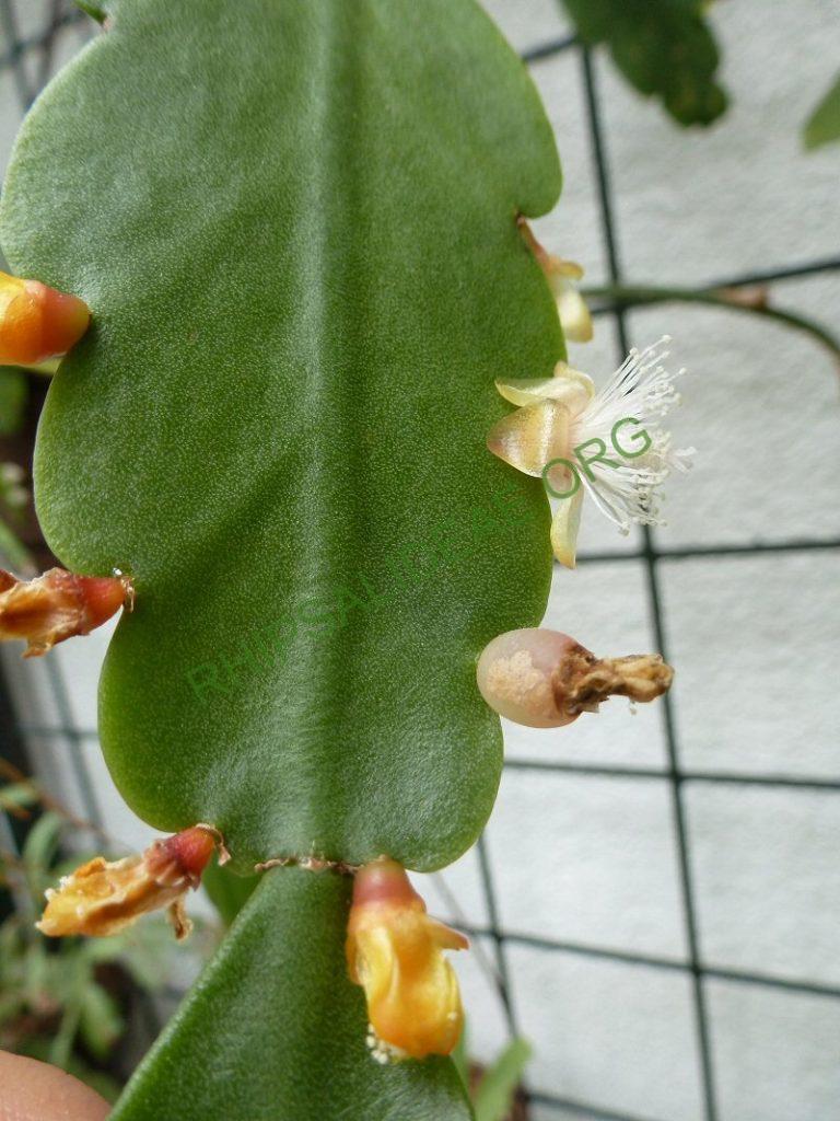 Rhipsalis olivifera, RB 853 (Urban s.n.; Brazil; Rio de Janeiro; Road from Rio de Janeiro to Teresopolis, shortly before Teresopolis, approx. 1000m)