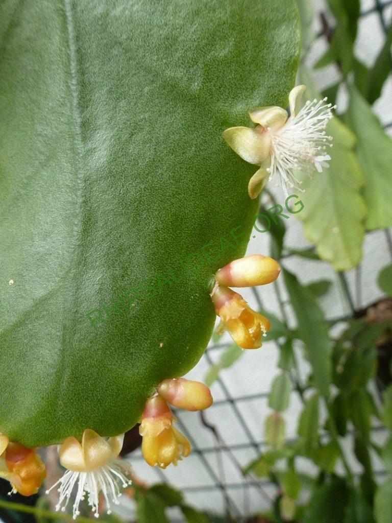Rhipsalis olivifera, RB 853 (Urban s.n.; Brazil; Rio de Janeiro; Road from Rio de Janeiro to Teresopolis, shortly before Teresopolis, approx. 1000m)