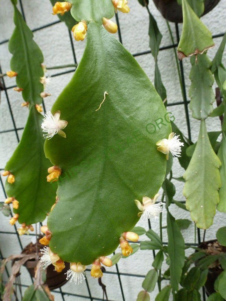 Rhipsalis olivifera, RB 853 (Urban s.n.; Brazil; Rio de Janeiro; Road from Rio de Janeiro to Teresopolis, shortly before Teresopolis, approx. 1000m)