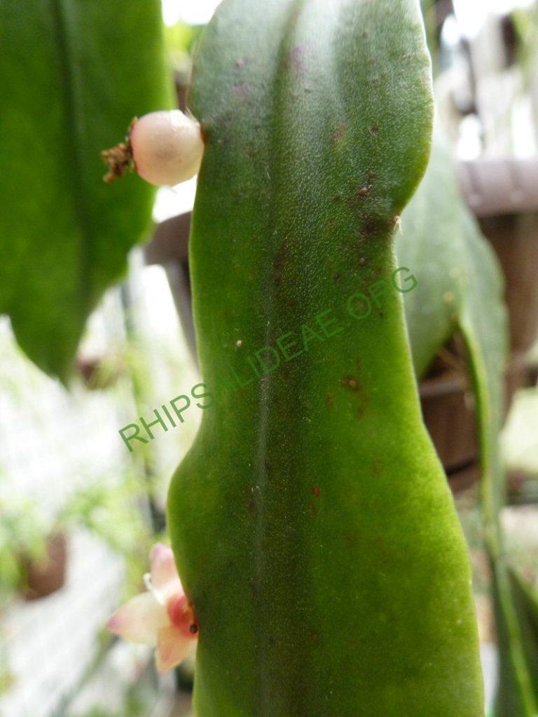 Rhipsalis olivifera, RB 693 (Thieken s.n.; Brazil; Rio de Janeiro; near Teresopolis, on the footpath through the mountains from Teresopolis to Correias (Correias lies north of Petropolis), 1300m)