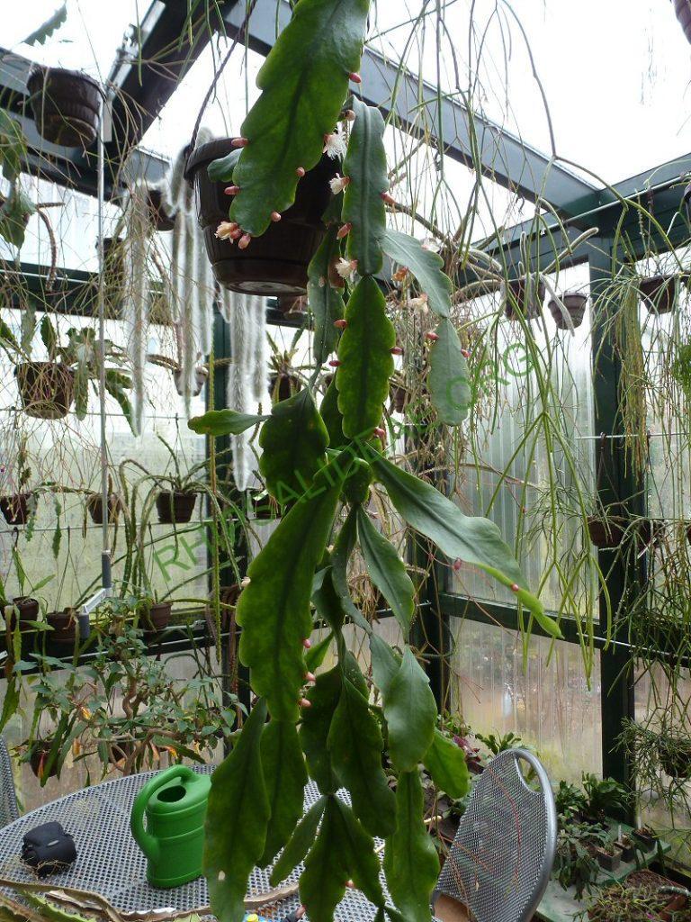 Rhipsalis olivifera, RB 693 (Thieken s.n.; Brazil; Rio de Janeiro; near Teresopolis, on the footpath through the mountains from Teresopolis to Correias (Correias lies north of Petropolis), 1300m)