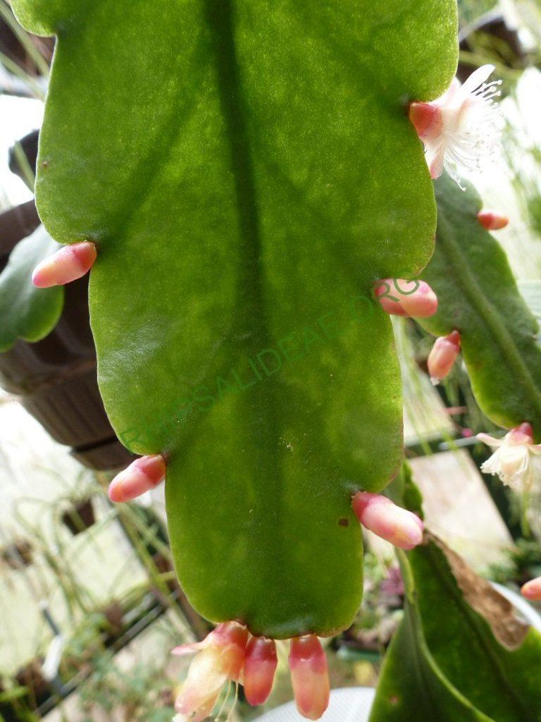 Rhipsalis olivifera, RB 693 (Thieken s.n.; Brazil; Rio de Janeiro; near Teresopolis, on the footpath through the mountains from Teresopolis to Correias (Correias lies north of Petropolis), 1300m)