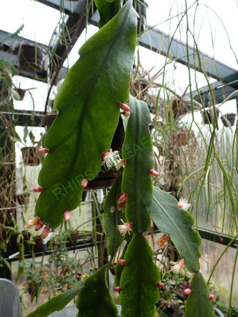 Rhipsalis olivifera, RB 693 (Thieken s.n.; Brazil; Rio de Janeiro; near Teresopolis, on the footpath through the mountains from Teresopolis to Correias (Correias lies north of Petropolis), 1300m)