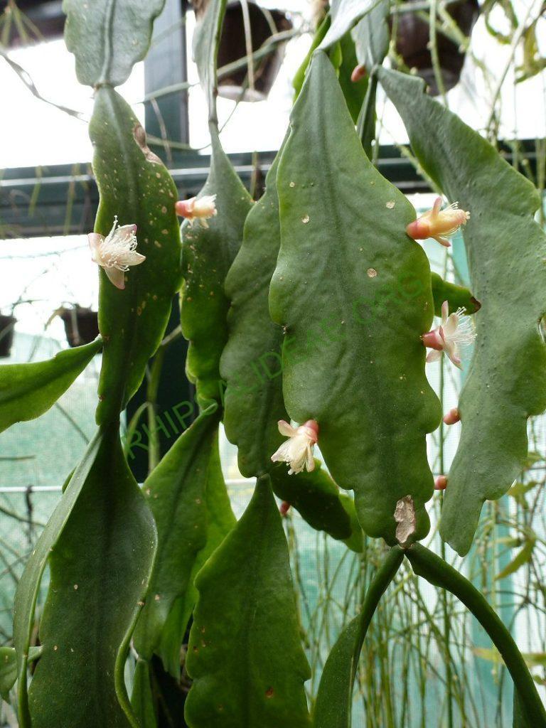 Rhipsalis olivifera, RB 693 (Thieken s.n.; Brazil; Rio de Janeiro; near Teresopolis, on the footpath through the mountains from Teresopolis to Correias (Correias lies north of Petropolis), 1300m)