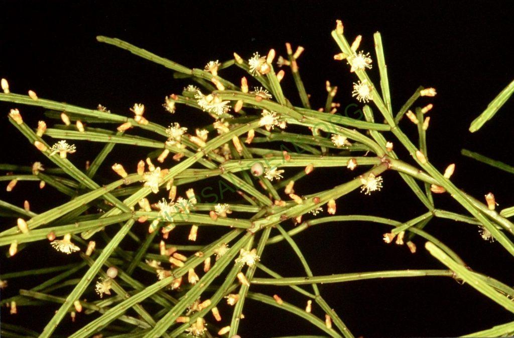 Rhipsalis sulcata, Bonn 4490, Domingos Martins, Espírito Santo, Brazil, collected by Rauh & Kautsky in 1986
