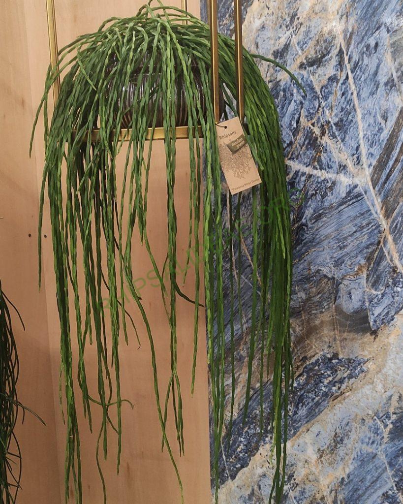 Rhipsalis paradoxa minor 'Donna'