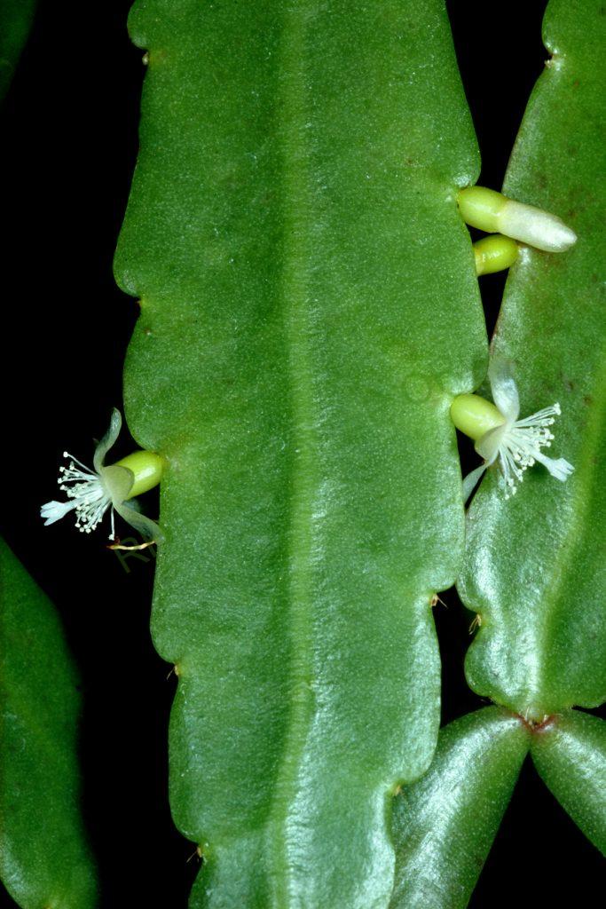 Bauer accession number 105: Aguilar s.n.; Bolivia; Cochabamba; Prov. Chapare, km130 of the road to Villa Tunari between Río Cristal Mayu and Chocolatal; = HBG 53082; = ISI 90-28; Holotype plant