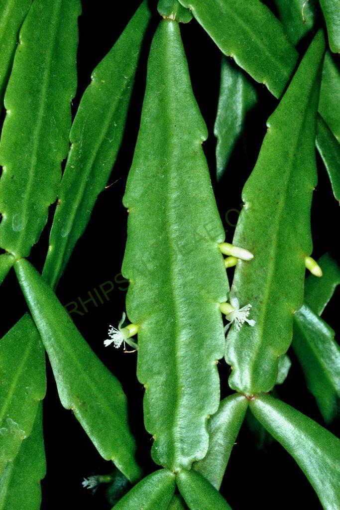 Bauer accession number 105: Aguilar s.n.; Bolivia; Cochabamba; Prov. Chapare, km130 of the road to Villa Tunari between Río Cristal Mayu and Chocolatal; = HBG 53082; = ISI 90-28; Holotype plant
