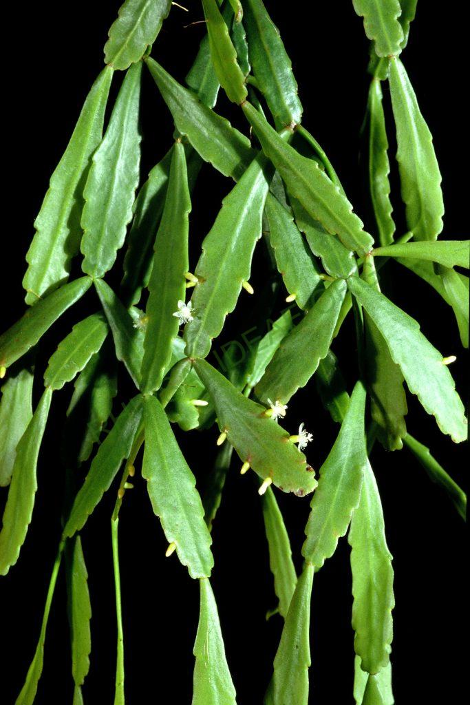 Bauer accession number 105: Aguilar s.n.; Bolivia; Cochabamba; Prov. Chapare, km130 of the road to Villa Tunari between Río Cristal Mayu and Chocolatal; = HBG 53082; = ISI 90-28; Holotype plant
